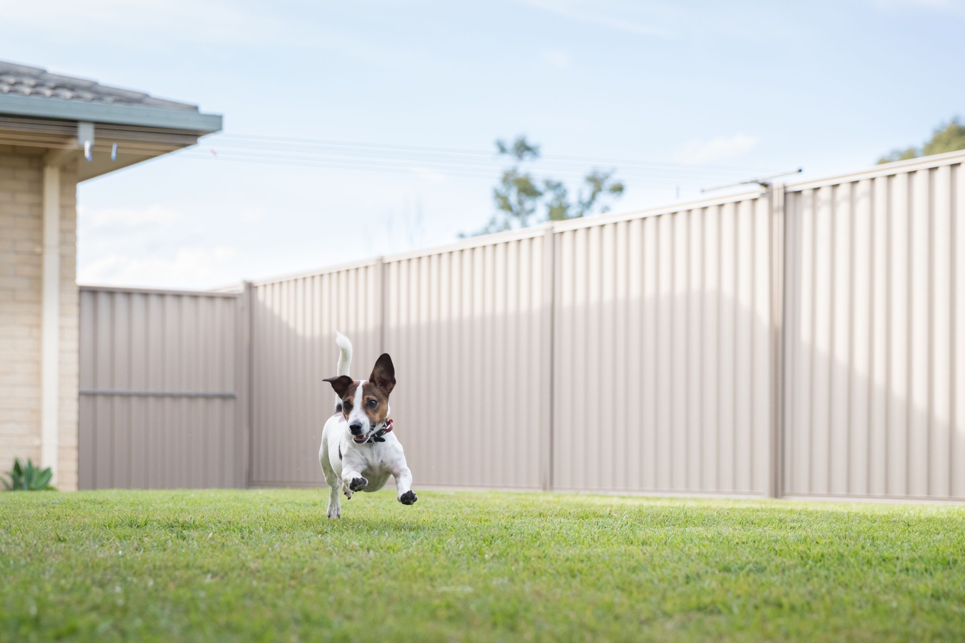 A Jack Russell Terrier running in backyard with steel fence and green lawn.